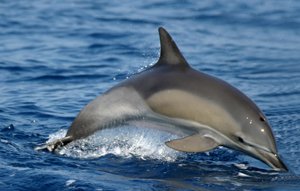Bottlenose Dolphin :: Dolphin Species in Fuerteventura